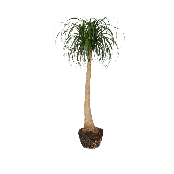 Beaucarnea recurvata